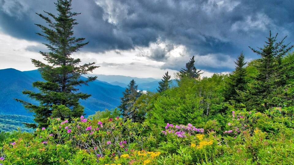 A mountainous landscape with evergreen trees and colorful wildflowers under a cloudy sky.