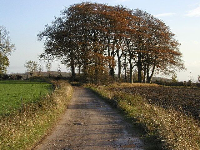 Copper Copse, north west of Millington, East Riding of Yorkshire, England. Looking SSE at MR: SE827525 on a lovely November day.