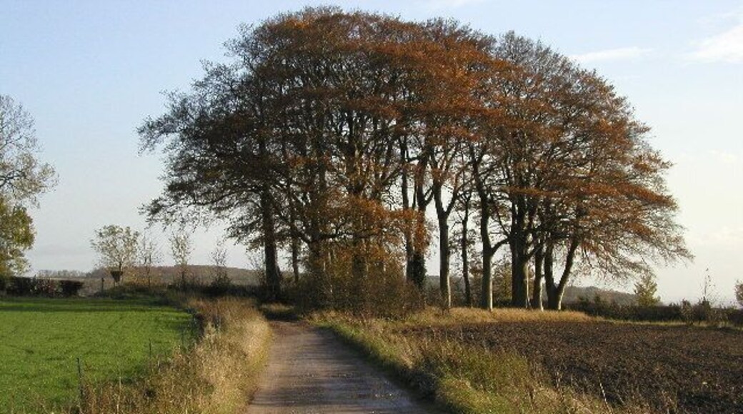 Copper Copse, north west of Millington, East Riding of Yorkshire, England. Looking SSE at MR: SE827525 on a lovely November day.