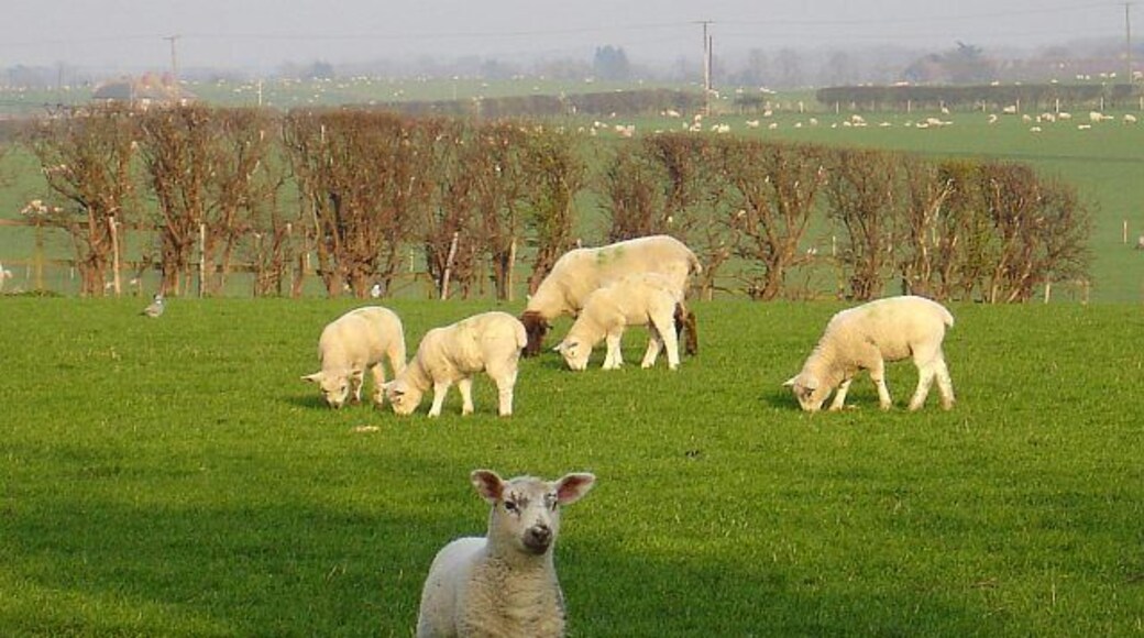 Sheep at Rodmersham. This shot gives some idea of the vast acreage devoted to sheep here with pasture as far as the eye can see. I remember when this was all orchards... orchards full of sheep.