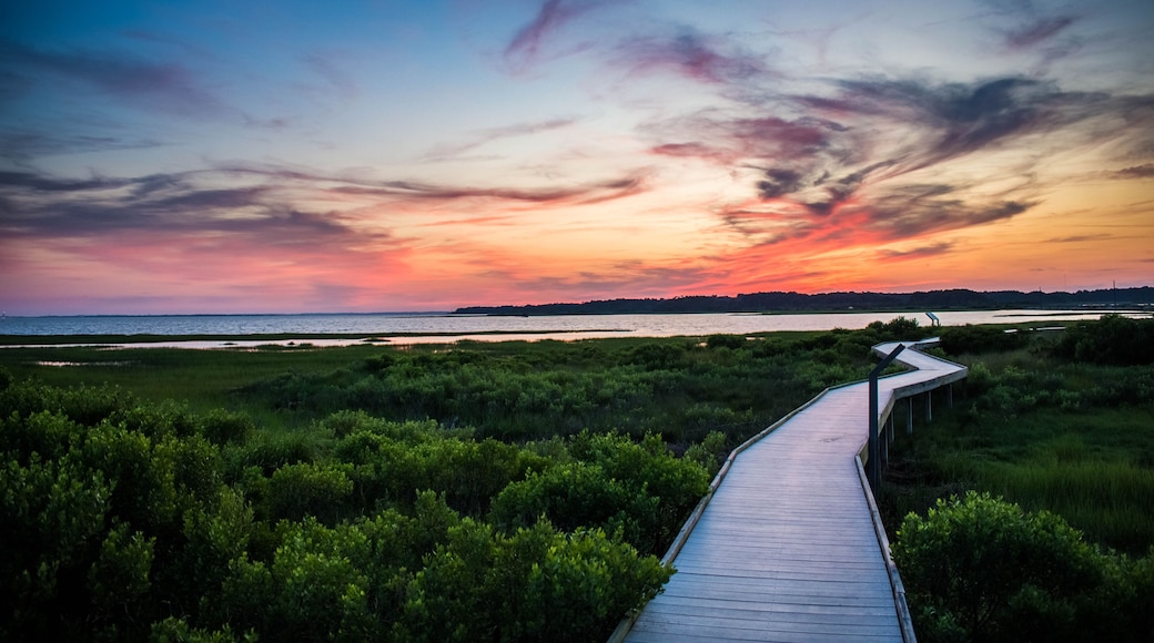 A wooden boardwalk leading through a coastal landscape with dense greenery and a sunset over the water.