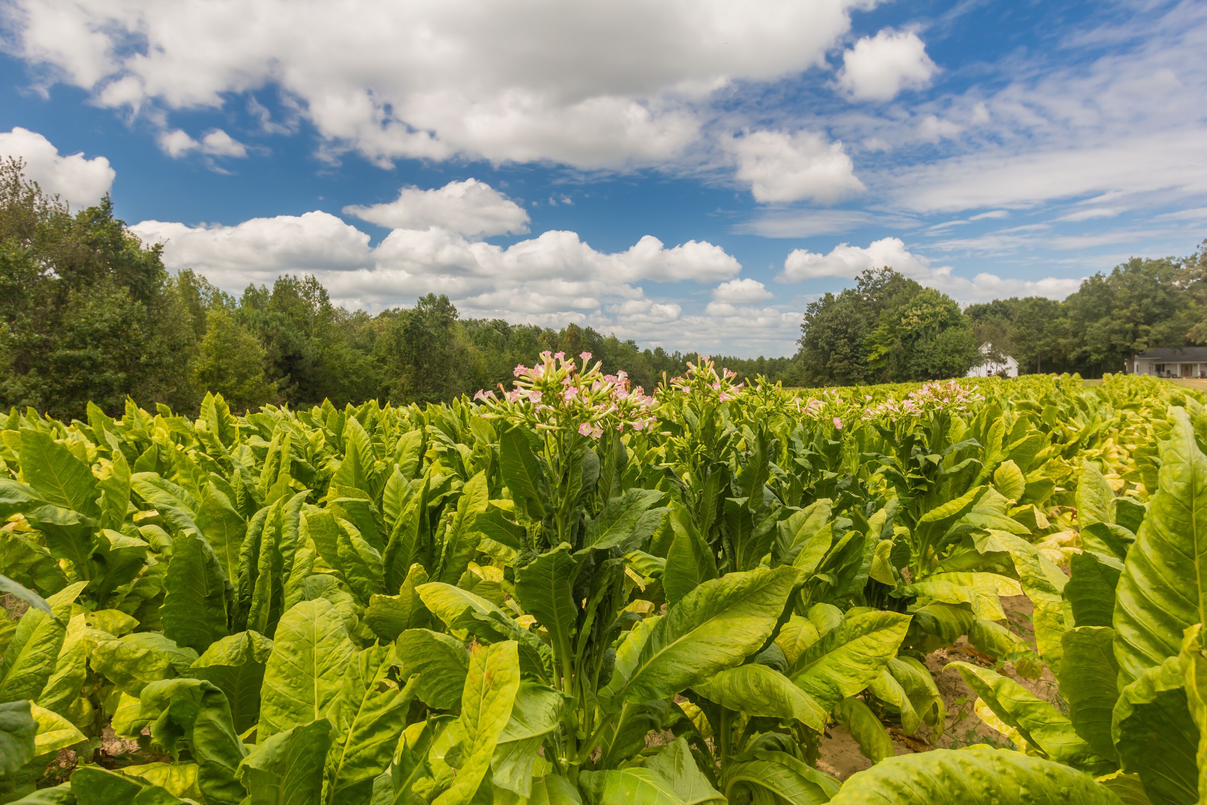 Tobacco Field