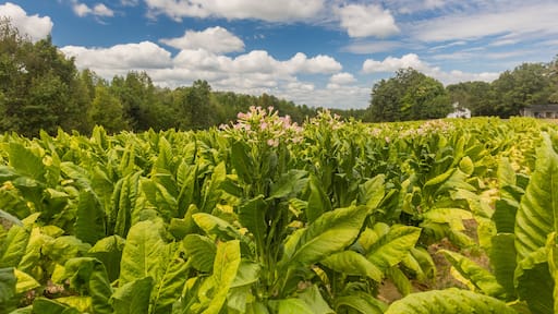 Tobacco Field