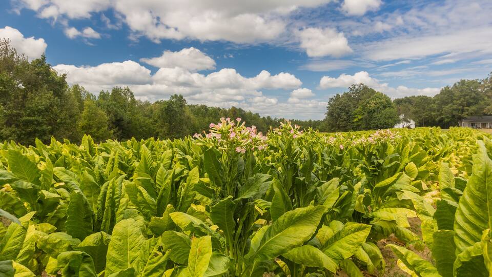 A lush green field with large leaves and pink flowers under a partly cloudy sky.