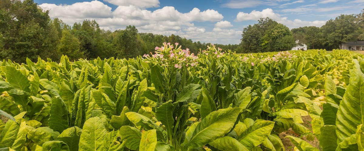 A lush green field with large leaves and pink flowers under a partly cloudy sky.