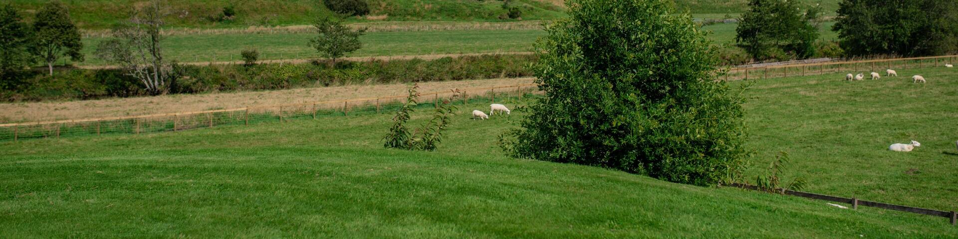 Grass fields with sheep in the countryside with hills in the background