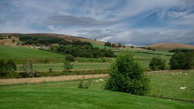 Grass fields with sheep in the countryside with hills in the background