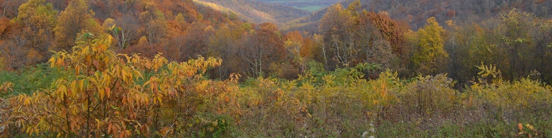 A view from Skyline Drive at the northern part of Shenandoah National Park in Virginia. #Colorful