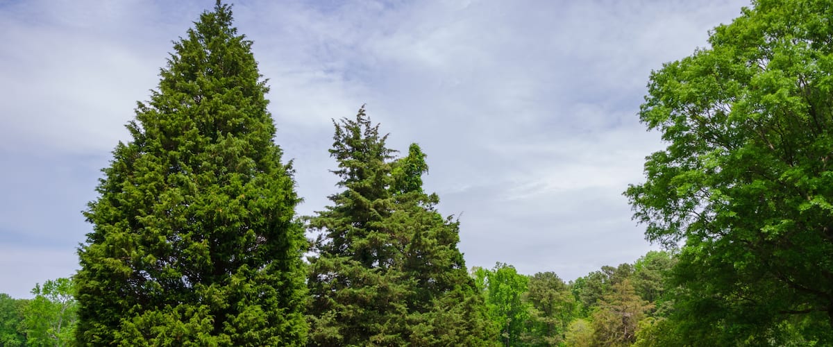 A field with tall evergreen trees and a wooden fence.