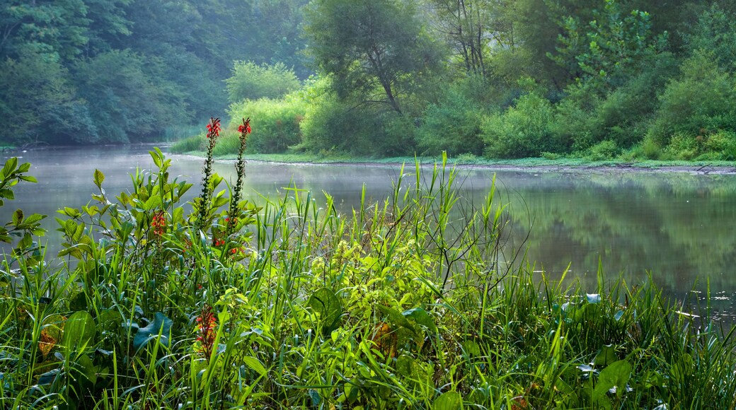 Headwaters of Ivy Creek Reservoir in Charlottesville, Virginia, in late August. Cardinal flowers (Lobelia cardinalis) in foreground.