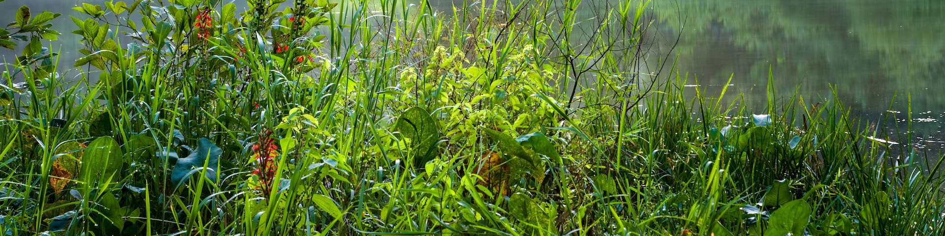 Headwaters of Ivy Creek Reservoir in Charlottesville, Virginia, in late August. Cardinal flowers (Lobelia cardinalis) in foreground.