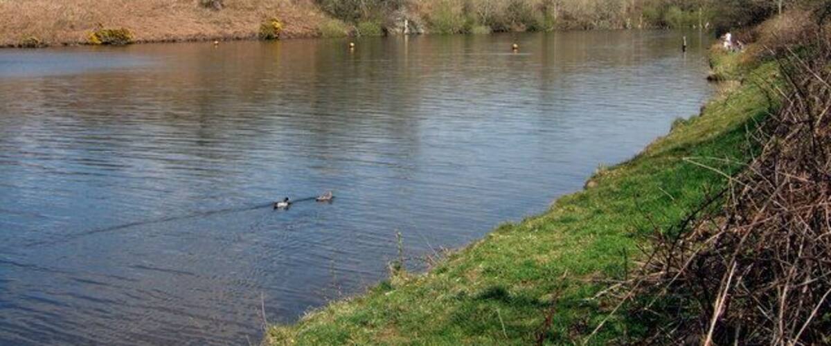 A calm river with ducks swimming, surrounded by grassy banks and trees.