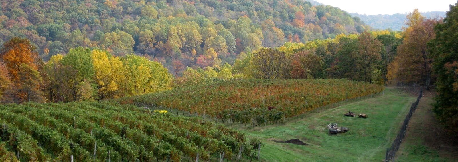 A vineyard with rows of grapevines and a hilly forested background.