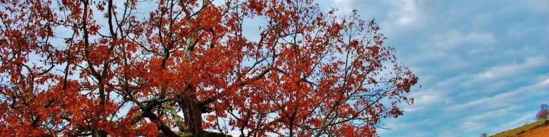 I found this tree while hitting backroads geocaching. One of the most beautiful trees I've seen. It is located just past the Green Store near the Addington Frame community. There is a gate in front of it to keep the cattle in. #roadtrip #scottcountyvirginia #fall #weekendgetaway