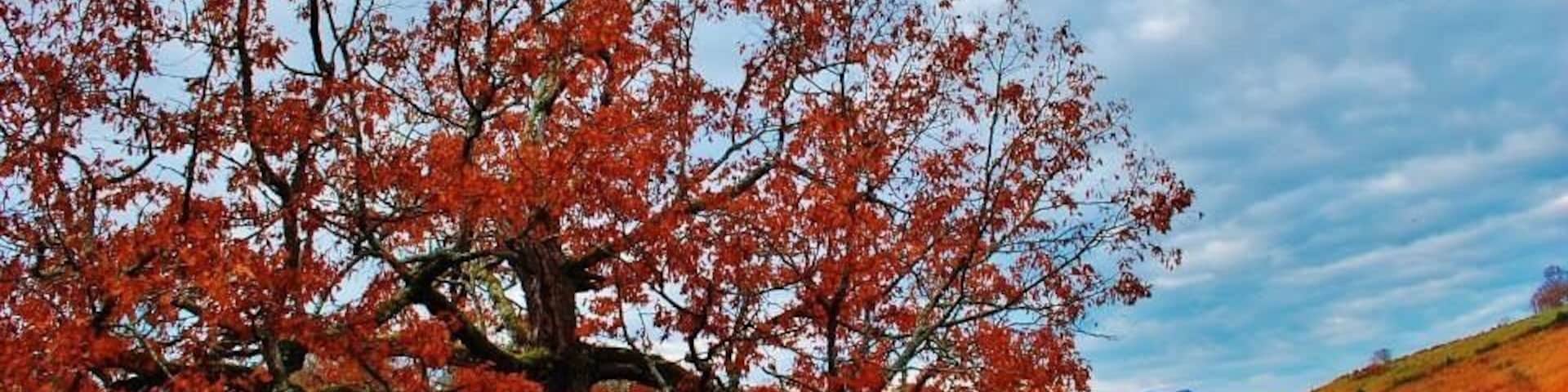 I found this tree while hitting backroads geocaching. One of the most beautiful trees I've seen. It is located just past the Green Store near the Addington Frame community. There is a gate in front of it to keep the cattle in. #roadtrip #scottcountyvirginia #fall #weekendgetaway