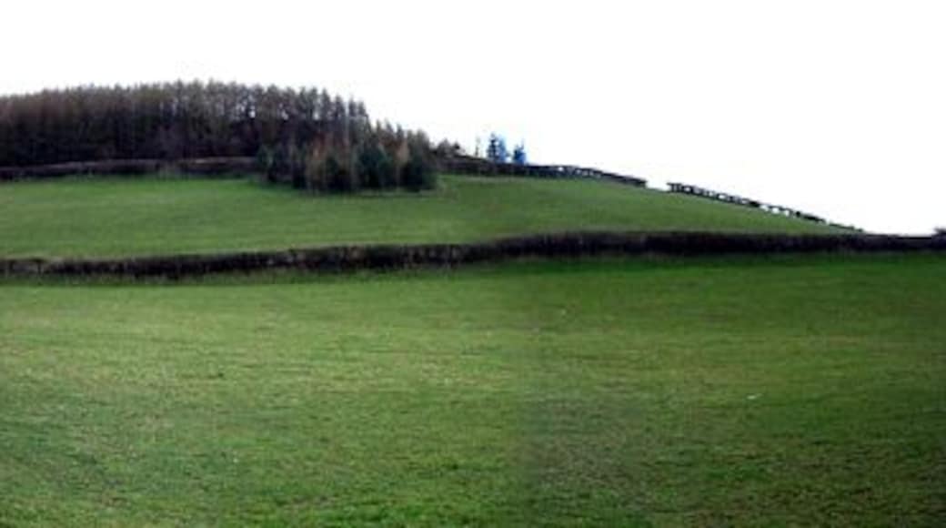 Wood. You can just see the road to the left of the trees.