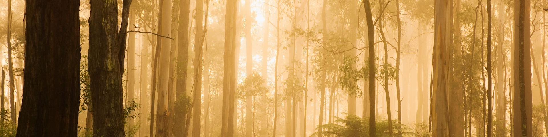 A forest with tall trees and a dirt path.