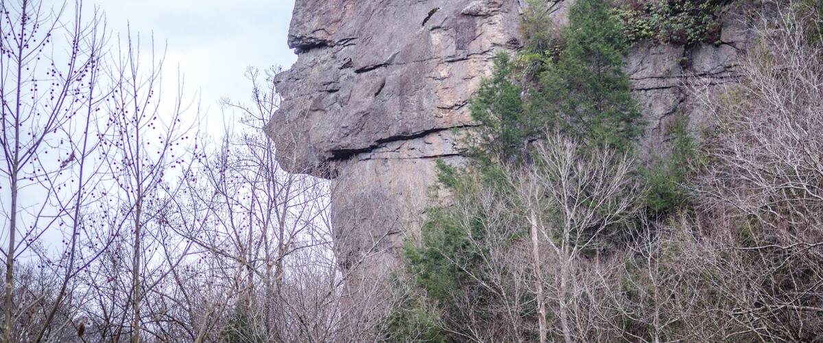 A rocky cliff with sparse vegetation and leafless trees.