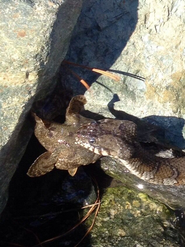 Brown water snake enjoys an oyster toad for breakfast