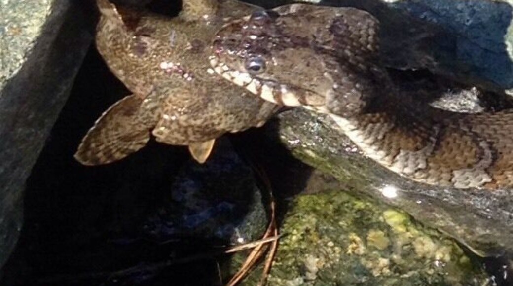 Brown water snake enjoys an oyster toad for breakfast