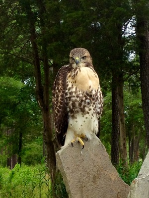Feathered guard dog for my property