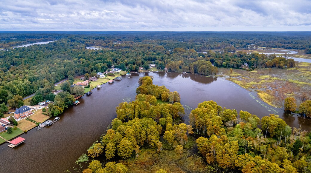Aerial Drone Shot of Autumn Trees In Virginia