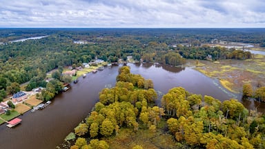 Aerial Drone Shot of Autumn Trees In Virginia