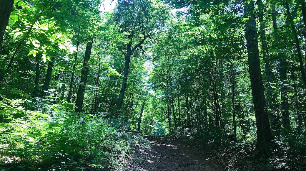 Hiking trail in the Shenandoah National Forest #Adventure