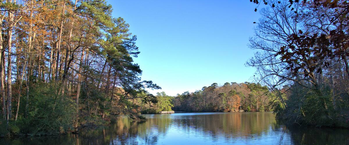 A calm river surrounded by dense trees and a clear blue sky.