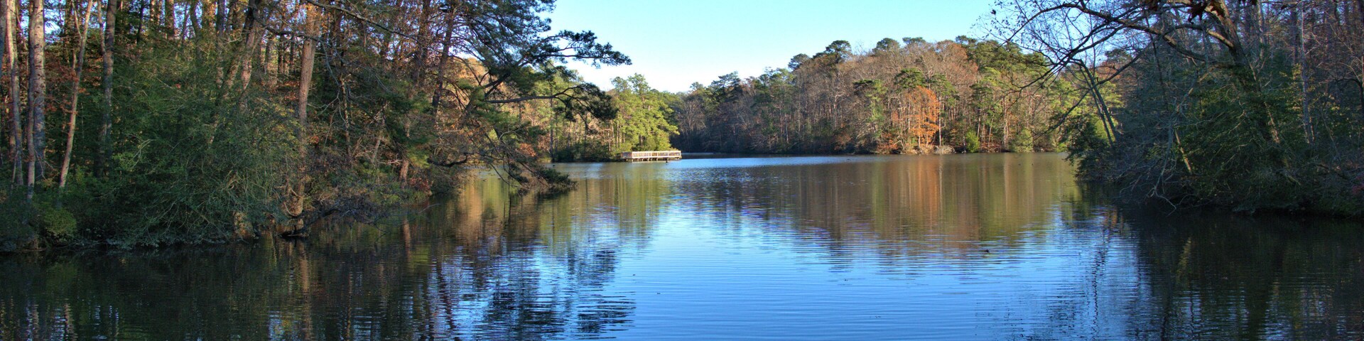 A calm river surrounded by dense trees and a clear blue sky.