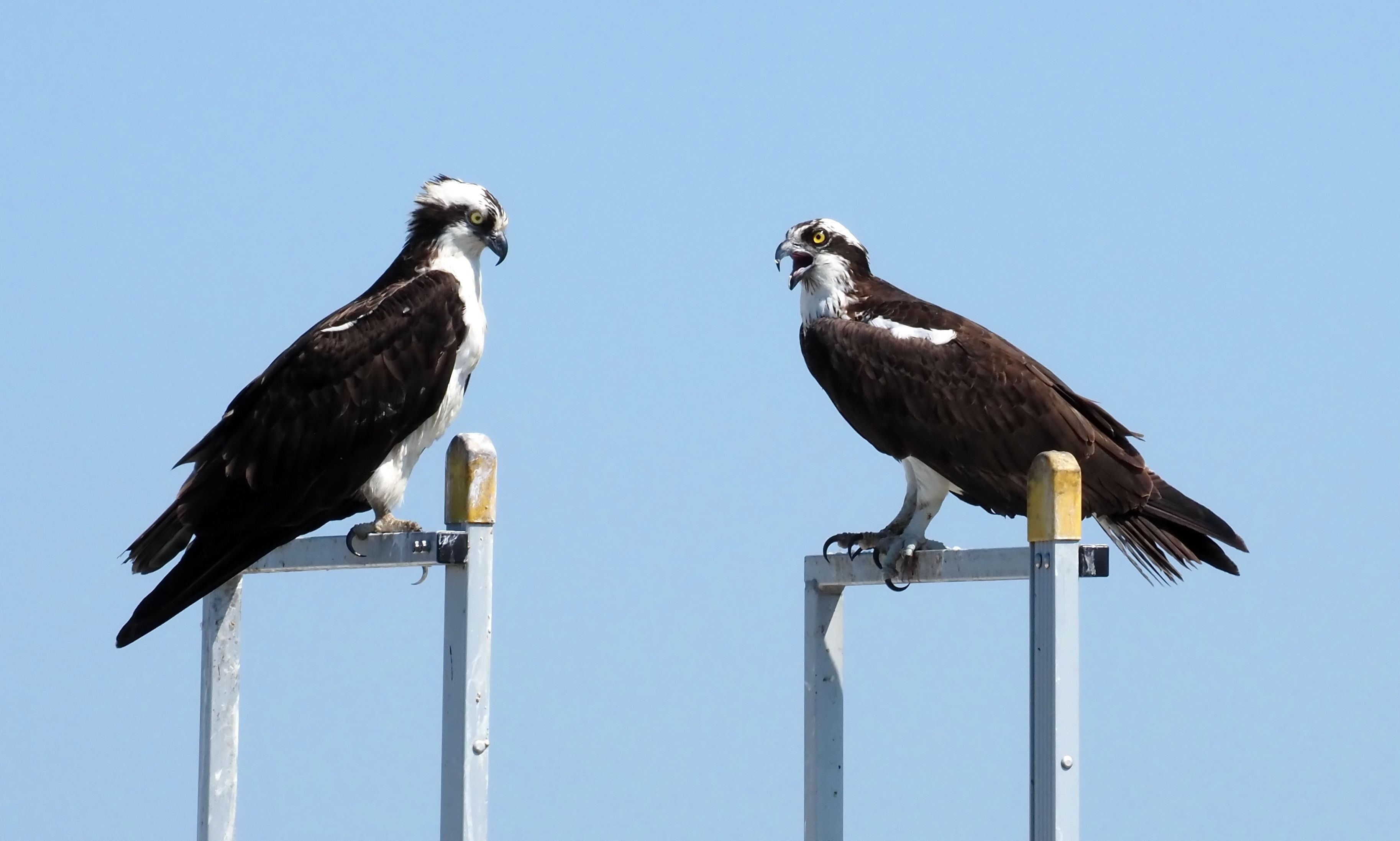 Two birds perched on metal structures against a clear sky.