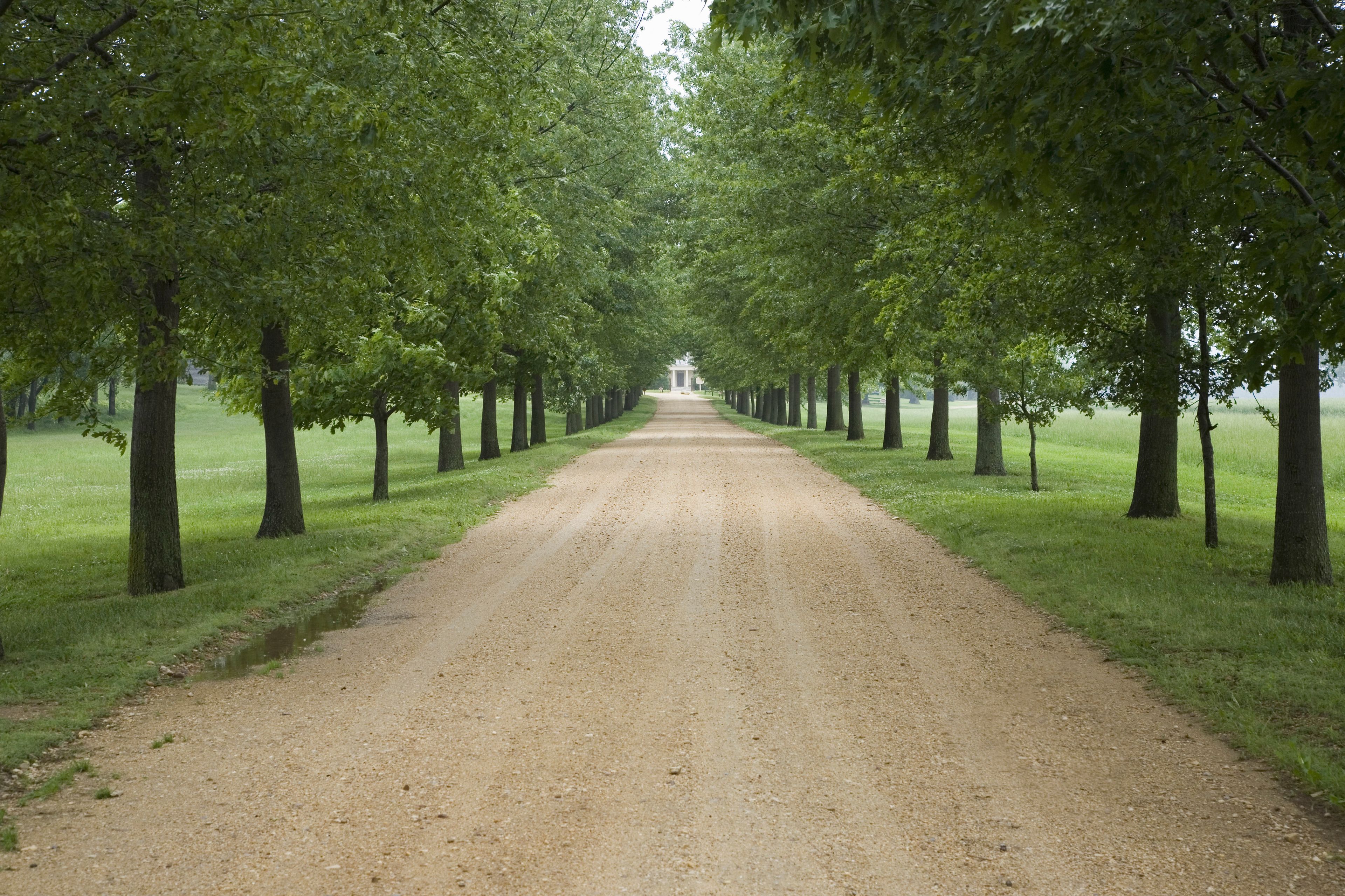 A gravel road flanked by rows of trees.