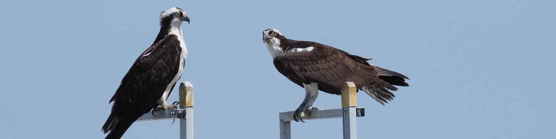 Two birds perched on metal poles against a clear sky.