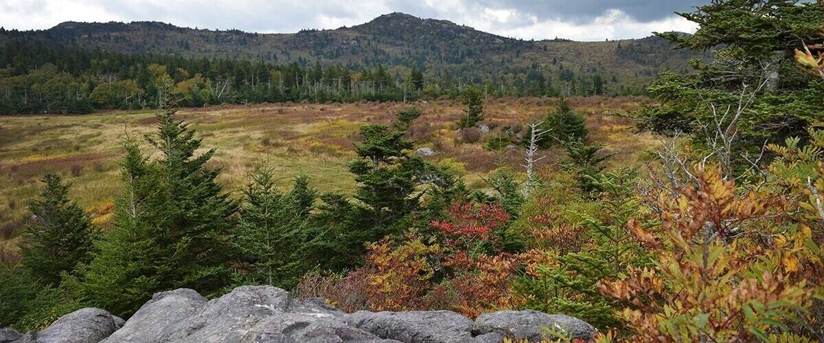 A mountainous landscape with a mix of evergreen and deciduous trees, rocky terrain, and a cloudy sky.