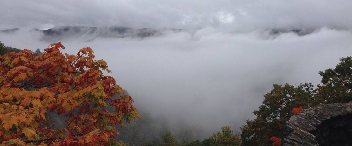 A forest with autumn foliage and a foggy mountain range.