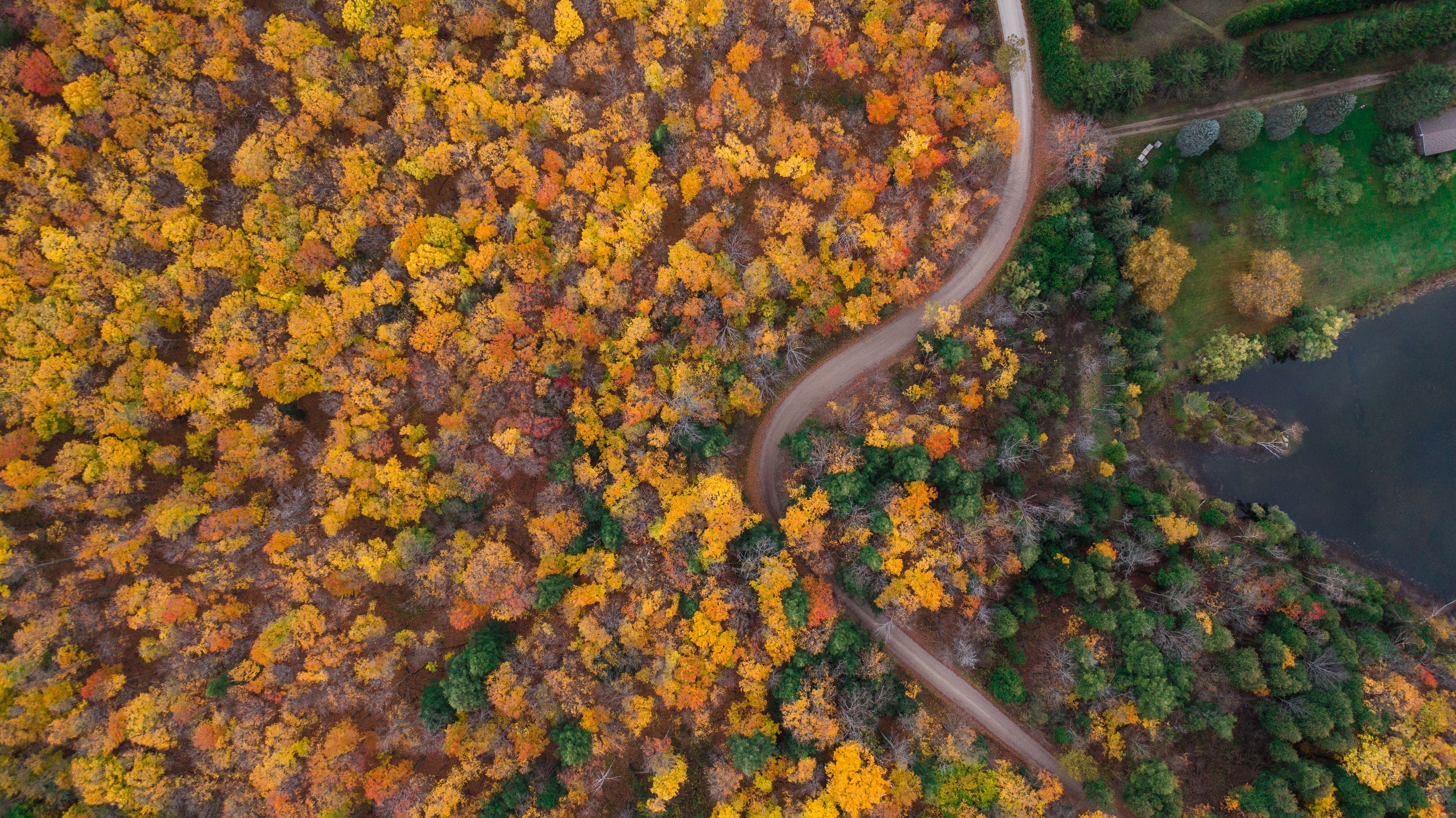 Top view of colourful forest trees in Ontario, Canada during the autumn season. A country road is visible between the gold colour trees.