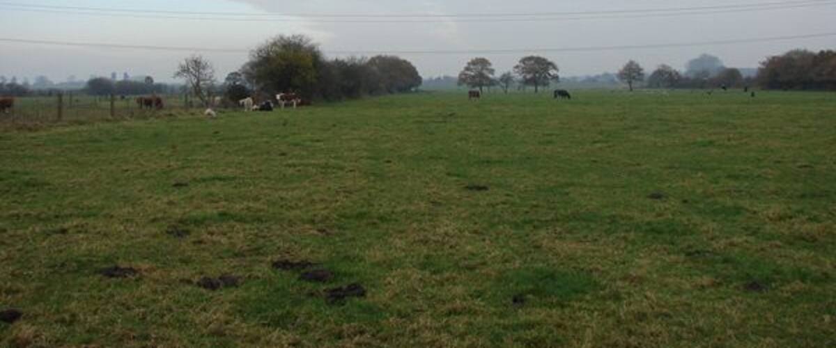 A rural landscape with a grassy field, scattered trees, and a few cows grazing.