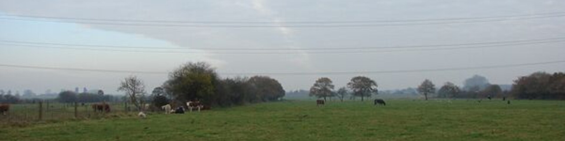 A rural landscape with a grassy field, scattered trees, and a few cows grazing.
