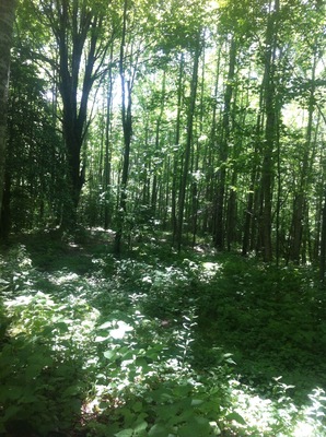 This is part of The Creeper Trail. Awesome bike ride!