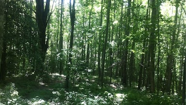 This is part of The Creeper Trail. Awesome bike ride!