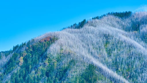 Aerial View of Snow-Dusted Pines and Bare Trees in Cascade Locks Forest