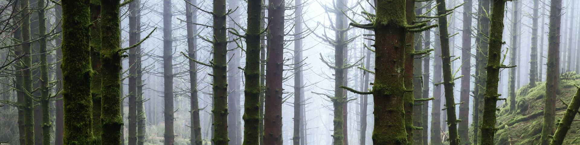 Misty foggy morning in a forest with bare trees