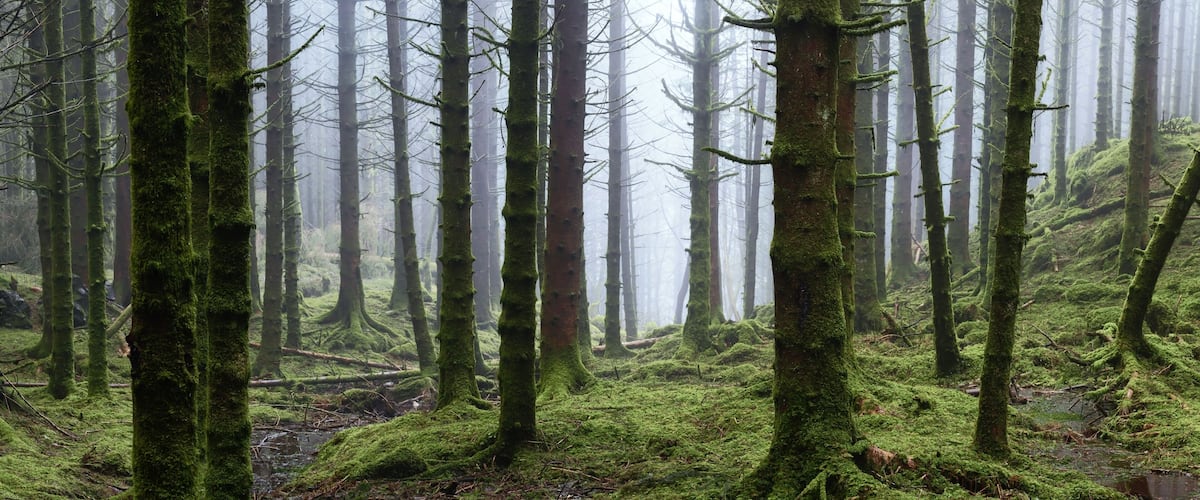 A dense forest with tall trees covered in green moss and a misty atmosphere.