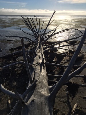 This serene Pacific bay affords beautiful sunsets upon the oyster-filled waters littered with forest debris