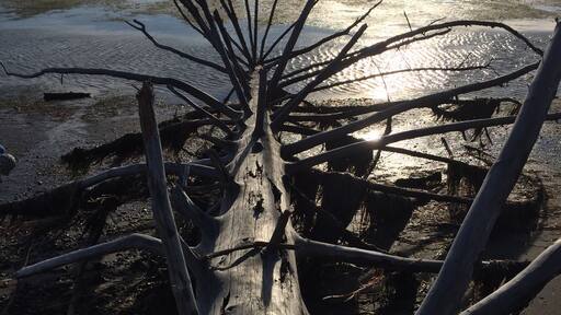 This serene Pacific bay affords beautiful sunsets upon the oyster-filled waters littered with forest debris