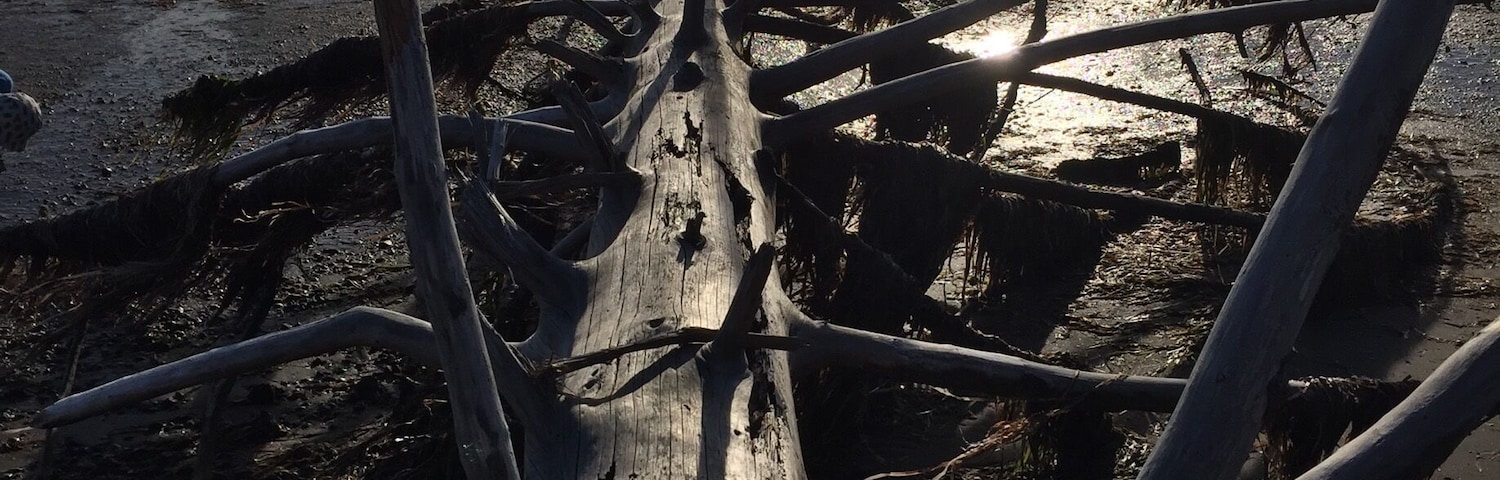 This serene Pacific bay affords beautiful sunsets upon the oyster-filled waters littered with forest debris