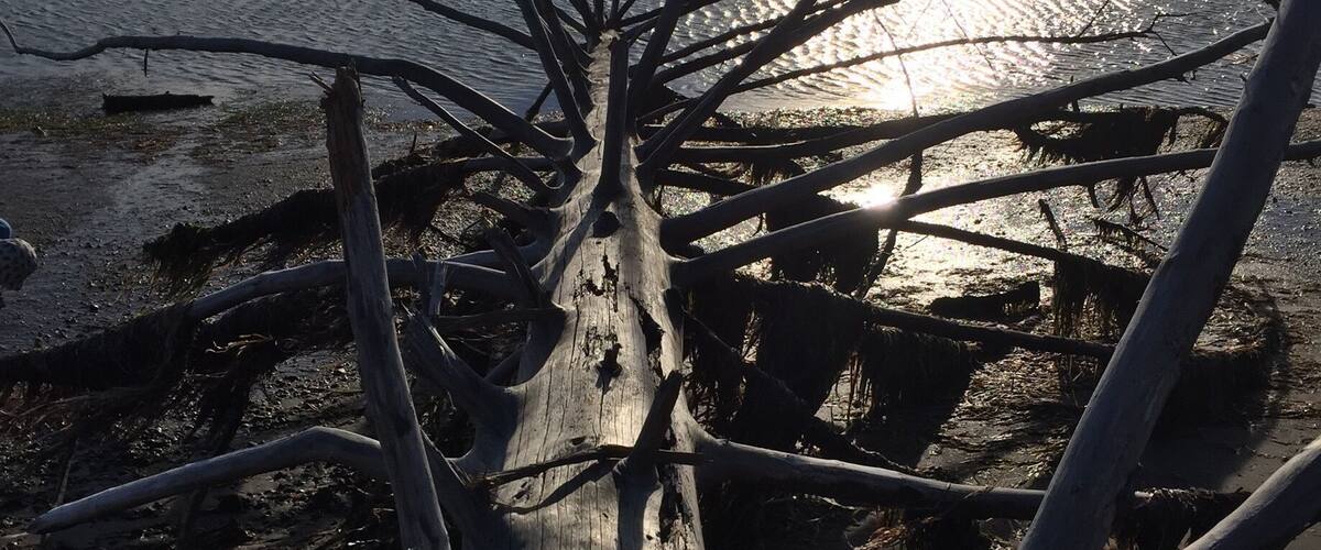 A fallen tree trunk with multiple branches on a beach.