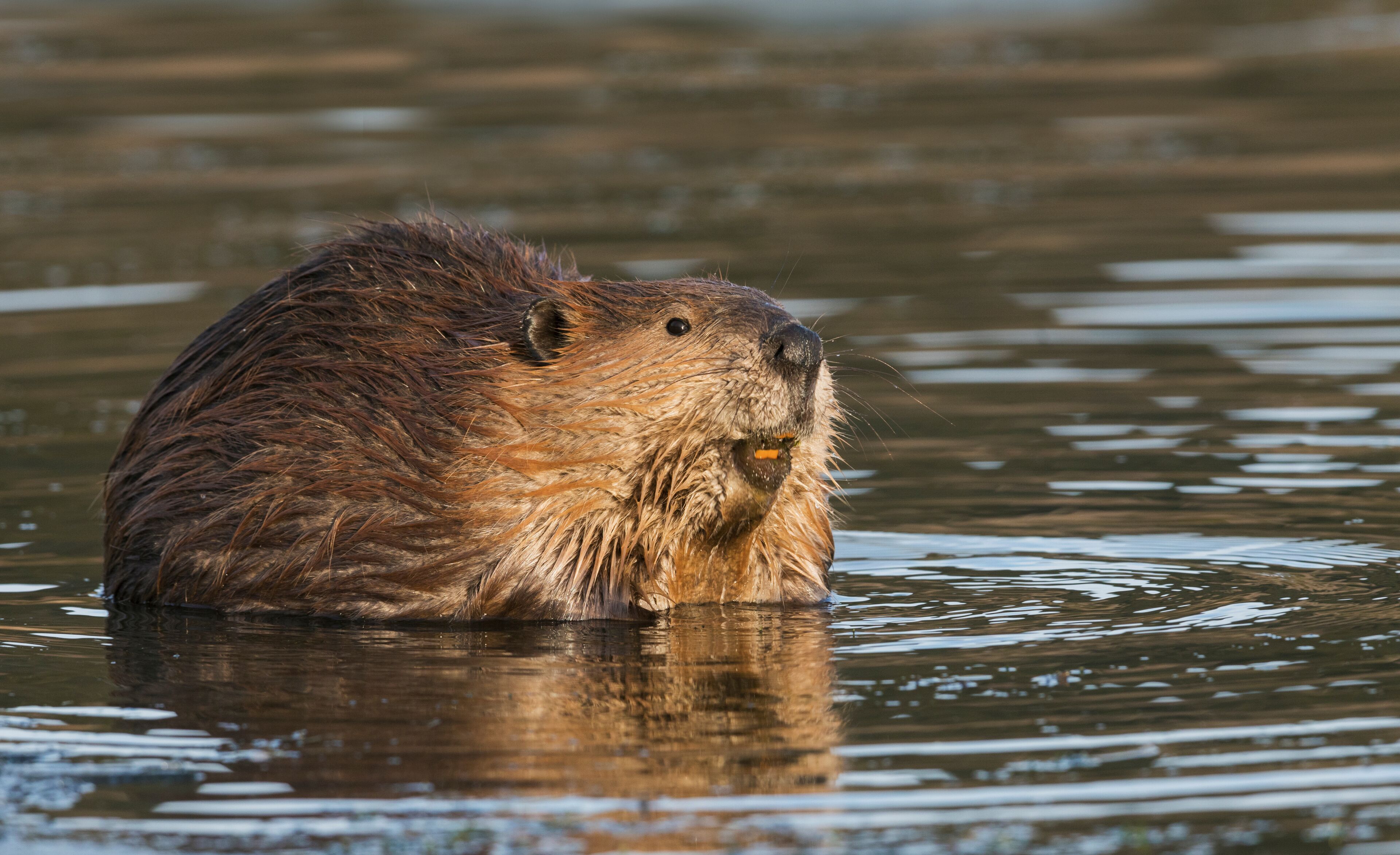 Beaver