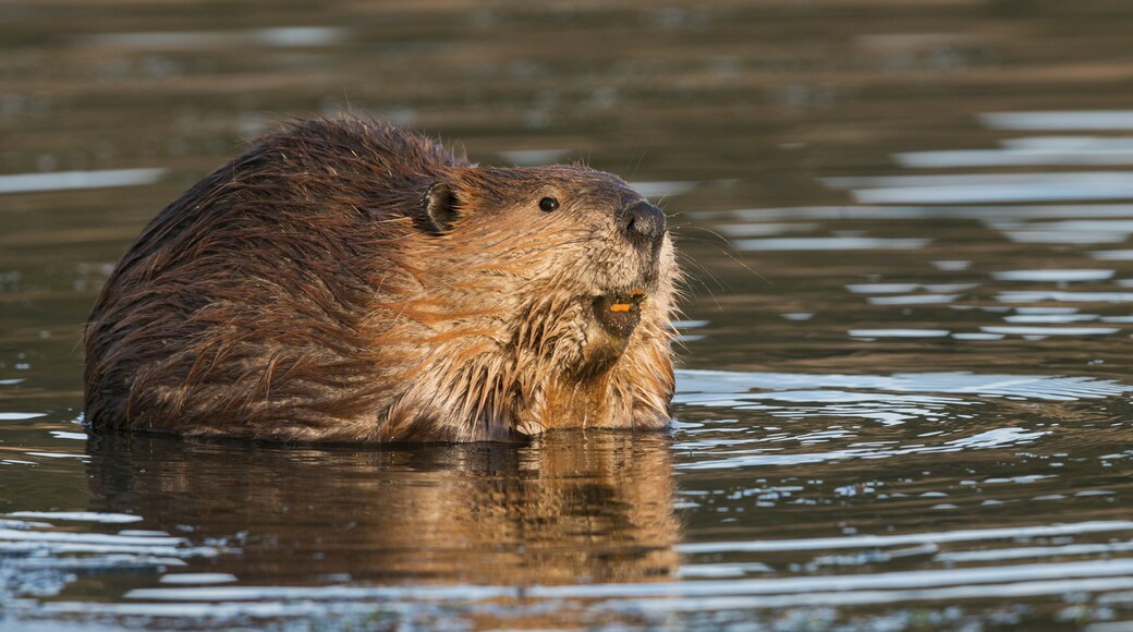 Beaver