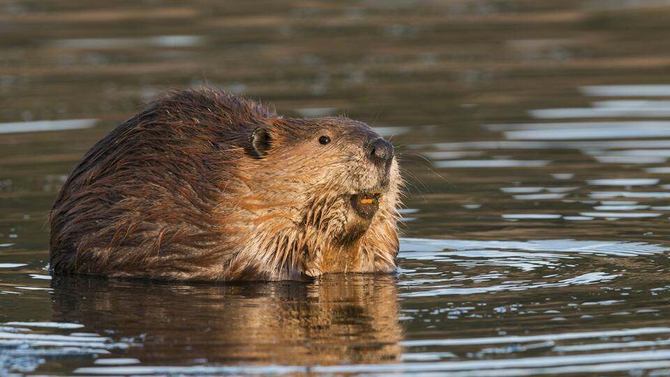 A beaver in water with ripples around it.